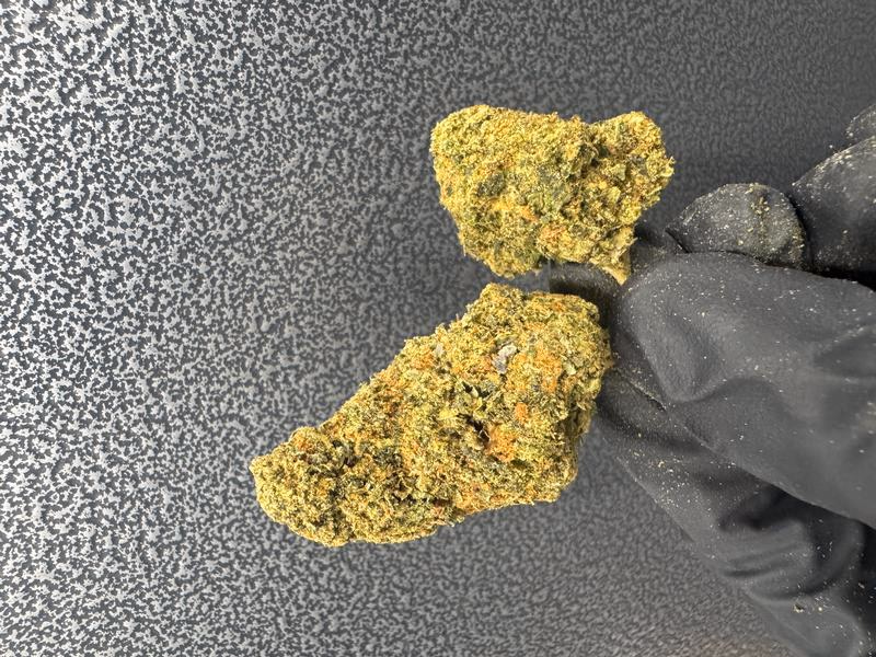 Exclusive Gelato 41