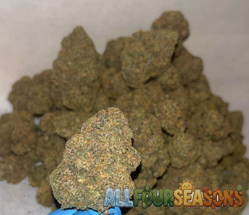 SAMPLE // REVIEWS 5