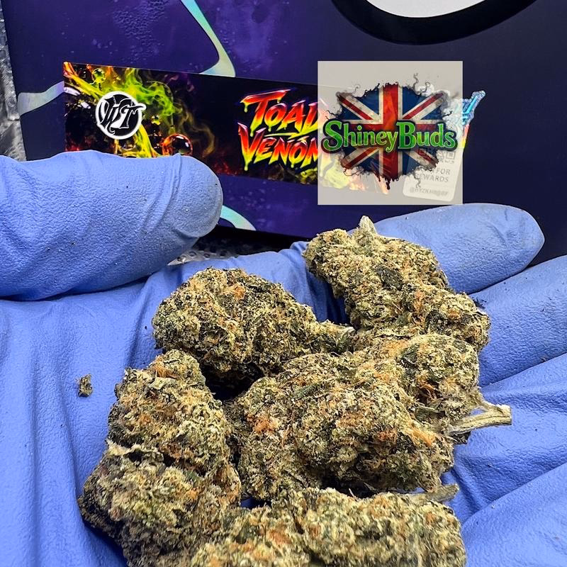 🇺🇸 Toad Venom (Antidote) Wizard Trees 2