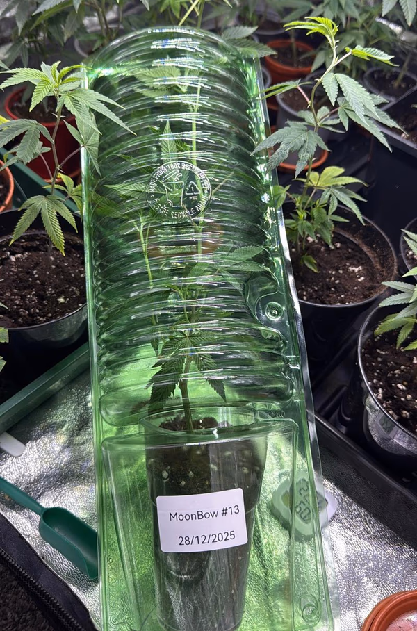 Mini Cannabis Plants. 🌱🍁 Rainbow Zangria