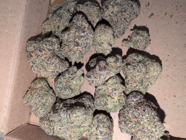 Top Shelf Branded Loose Cali Zoda by Umami Seed Company