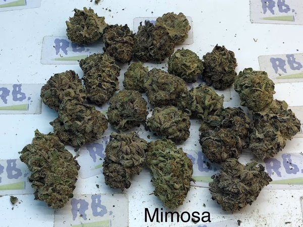 MIMOSA A++ DUTCH image