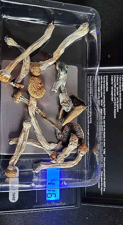 Review image 1