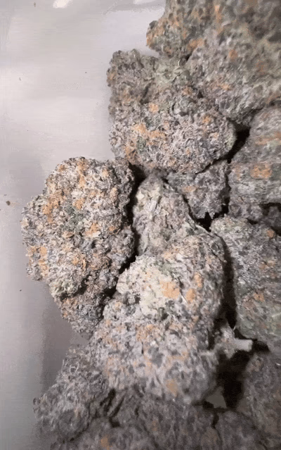 Purple Rhino
