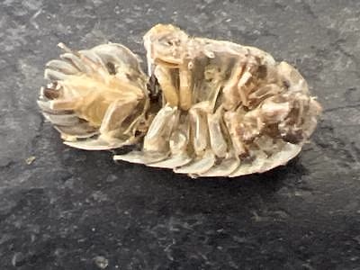 Review image 3