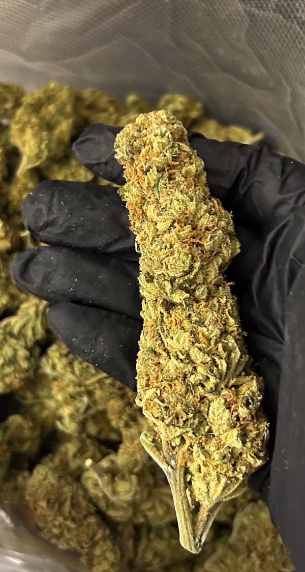 Super Silver Haze