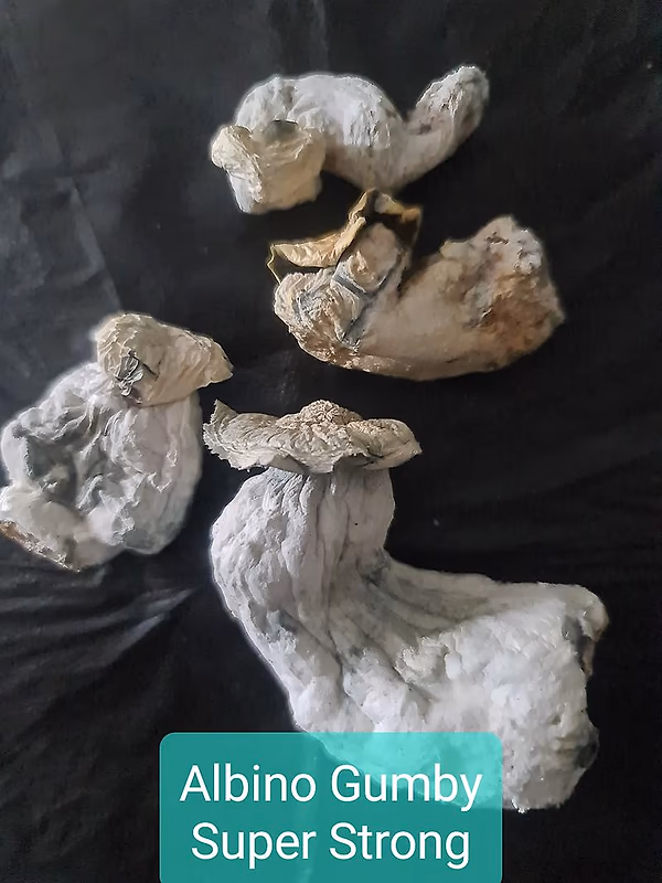 Magic Mushrooms
