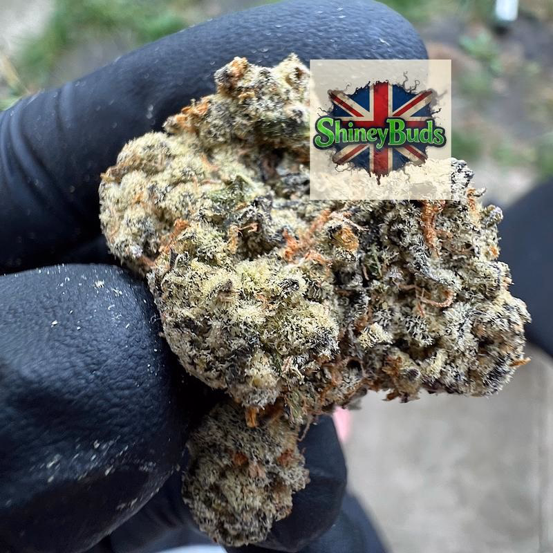 🇺🇸 Silver Spoon CONNECTED CANNABIS 2