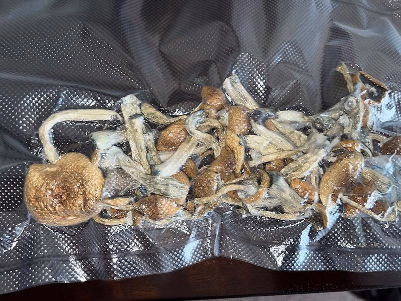 Magic Mushrooms: Stargazer