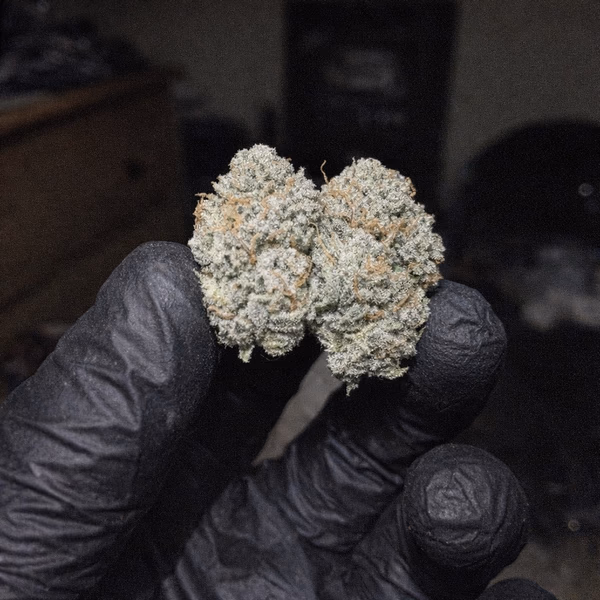 Frostbite — Flower
