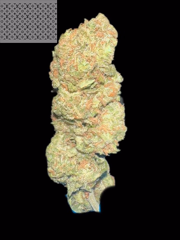 G13 HAZE SATIVA