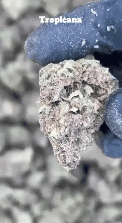 Cali Mids - Loose Import 🇺🇸 image