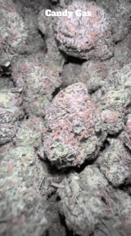 Top Shelf Exotics - Imported Loose Flower 5