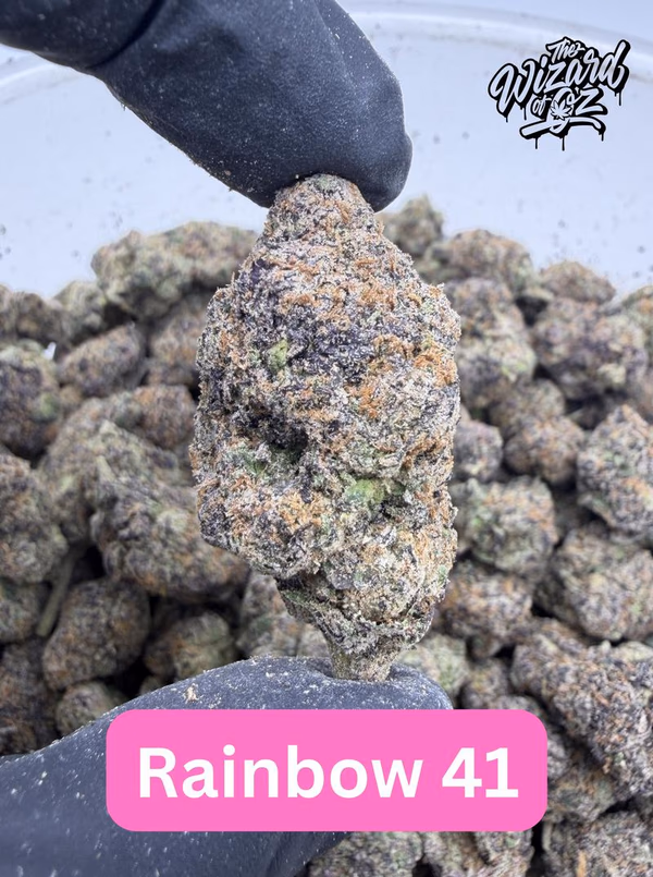 Dope Boyz Strain: Rainbow 41