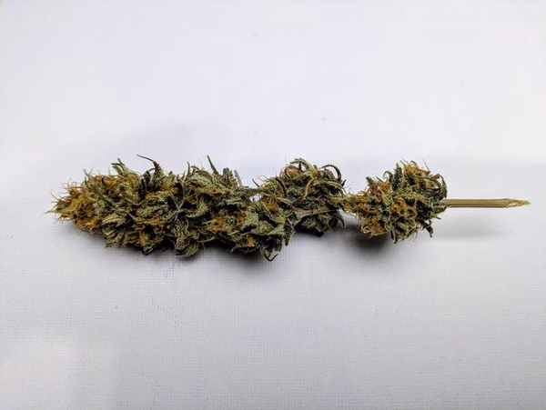 Bio-Easy Sativa