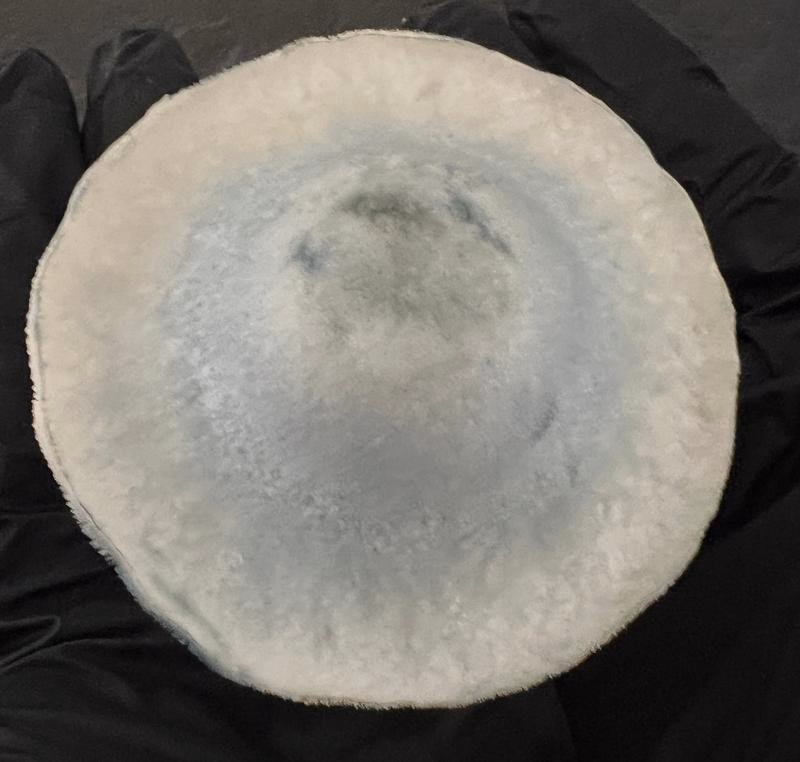 Magic Mushrooms: Yeti