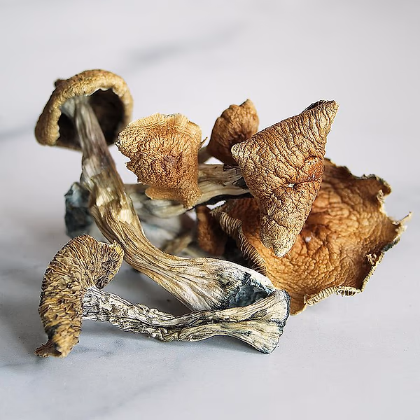 Magic Mushrooms