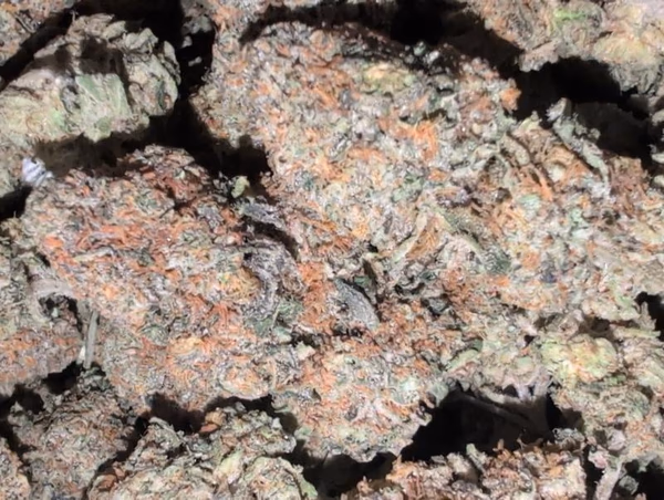 UK Cultivated 🇬🇧 Small Batch Flavours