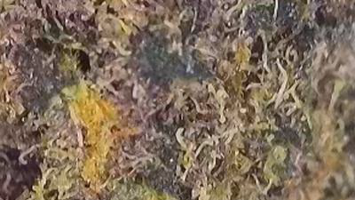Review image 5