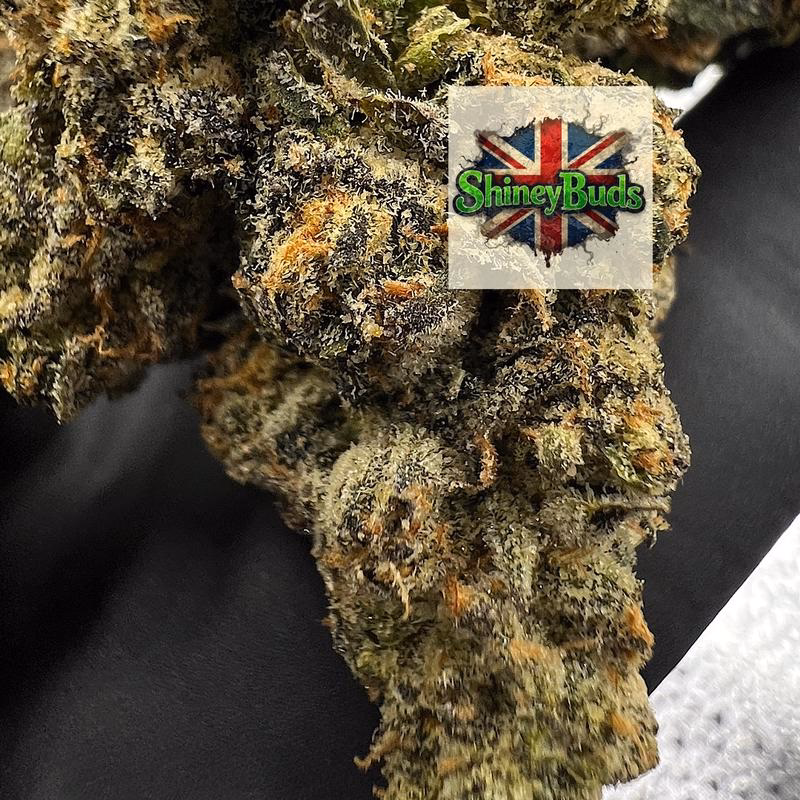 🇺🇸 Area 41 CONNECTED CANNABIS 2