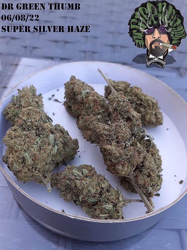 Super Silver Haze Grade A Top Self