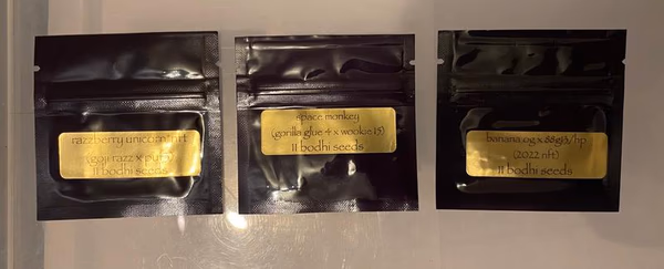 Bodhi Seeds — Other