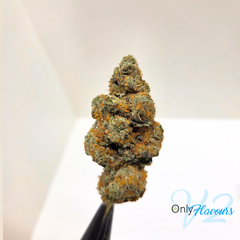 StarDawg UK