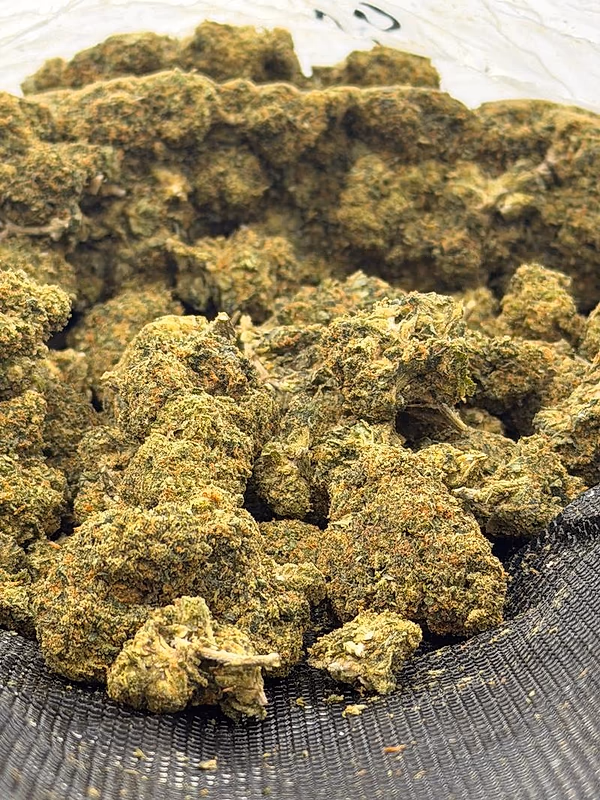 Exclusive Gelato 41