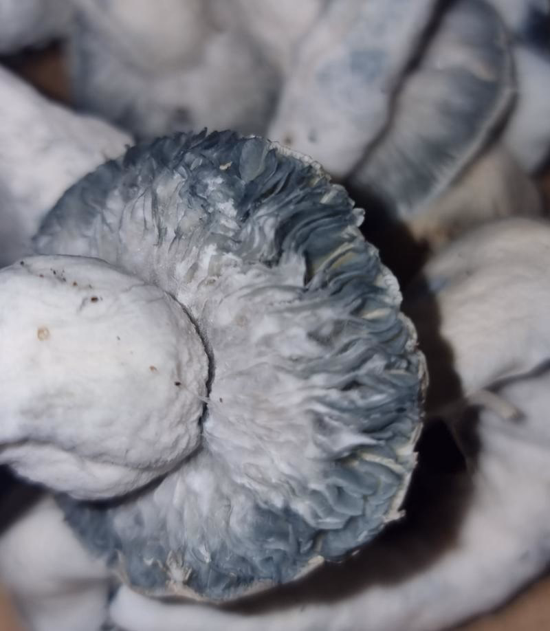 Jack Frost Mushrooms 2