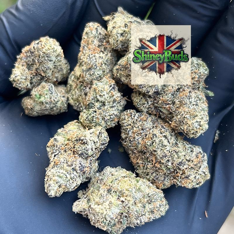 🇺🇸 Black Cod TENCO 2
