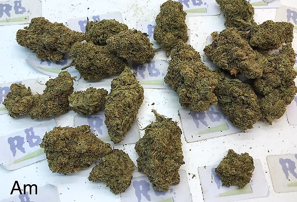 LEMON AMNESIA A+ DUTCH