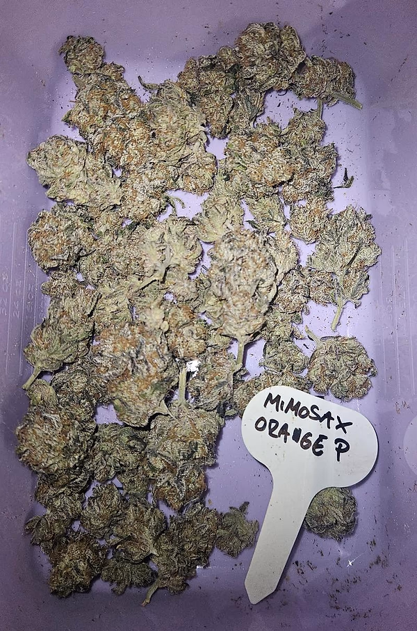 Mimosa X Orange Punch