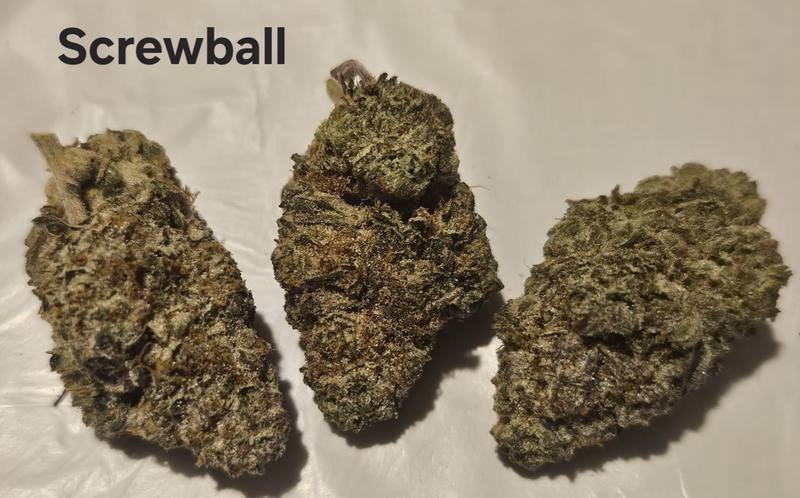 Make an oz for £160! ( Free T24 )