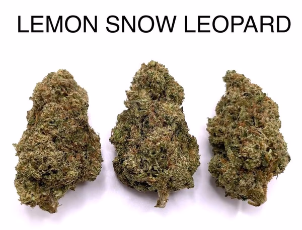 LEMON SNOW LEOPARD