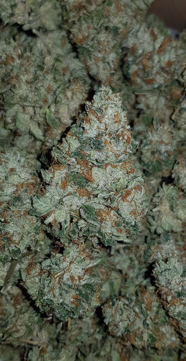 Rainbow Zangria 🌈- InHouse Grown - Organic Top Shelf.