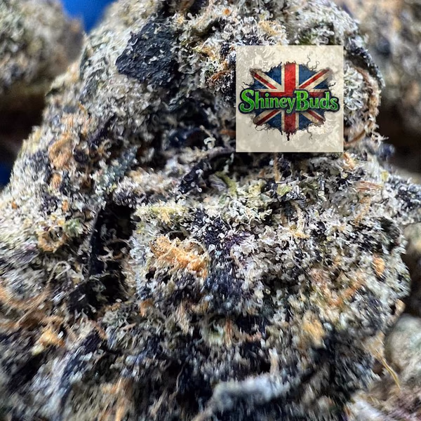 🇺🇸 Black Bow WIZARD TREES