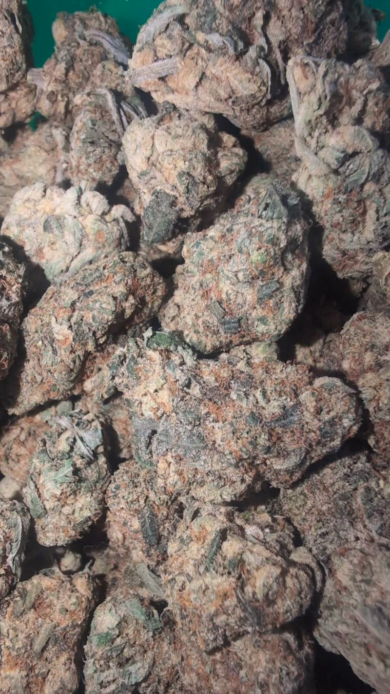 RAMBO PREMIUM BUD 🔥🔥 3