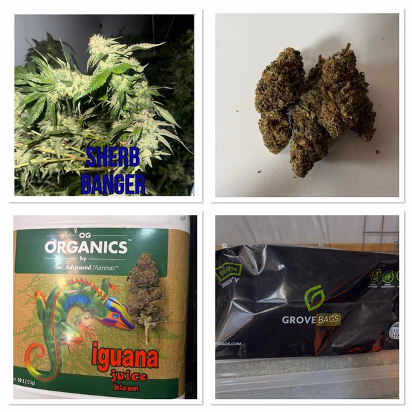 Sherbet banger organic budget bud
