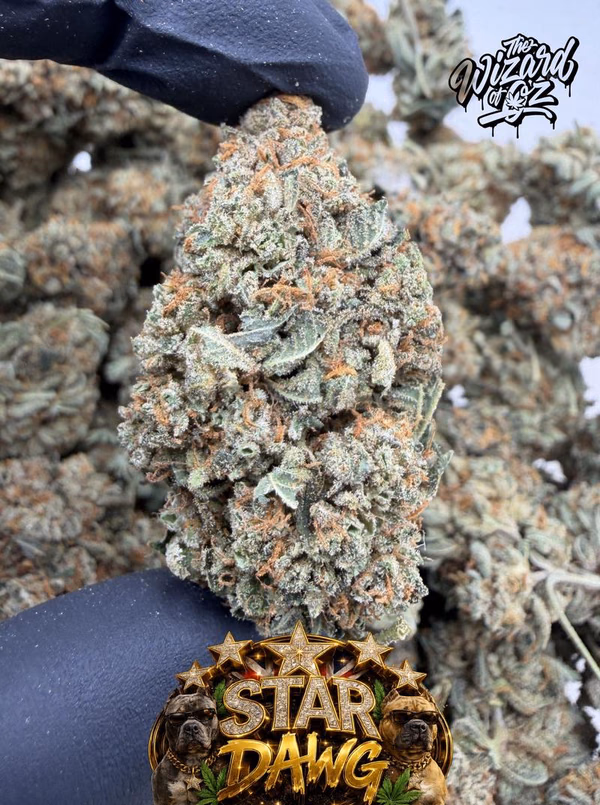 Star Dawg ⛽ 🌟