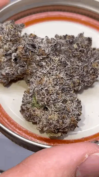 Rainbow Zangria Cutting/Clone 2