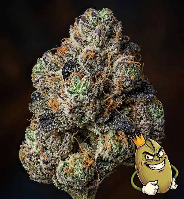 GAS ATTACK - TOPSHELF £140 A Z