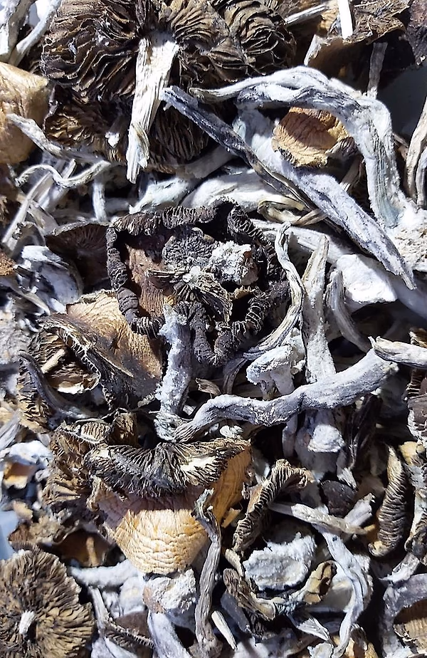Ecuadorian Cubensis