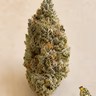 ALBINO CROCODILE - TOPSHELF £140 AN OUNCE