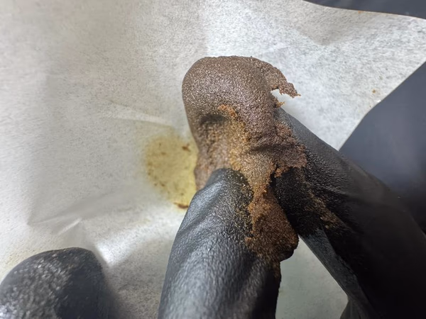 Asian Squidgy Black *POTENT* — Hash