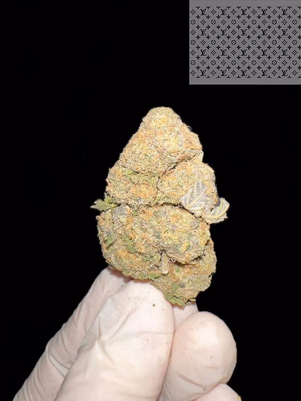 PERMANENT MARKER DOJA GENETICS