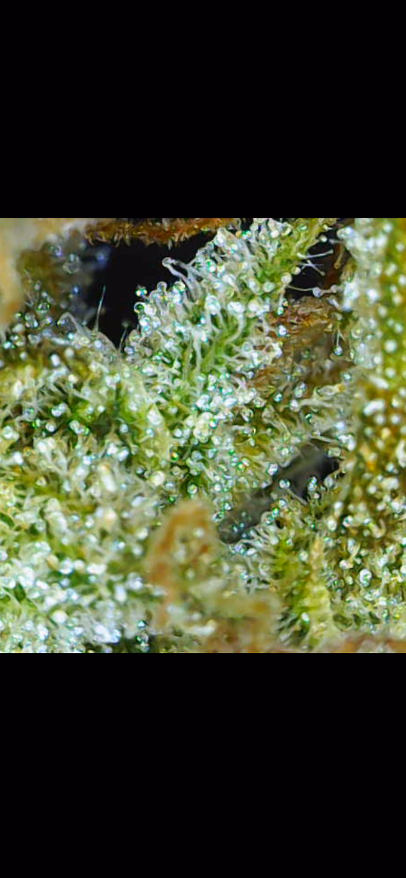 Grade A, Top Shelf, Super Lemon Haze 4