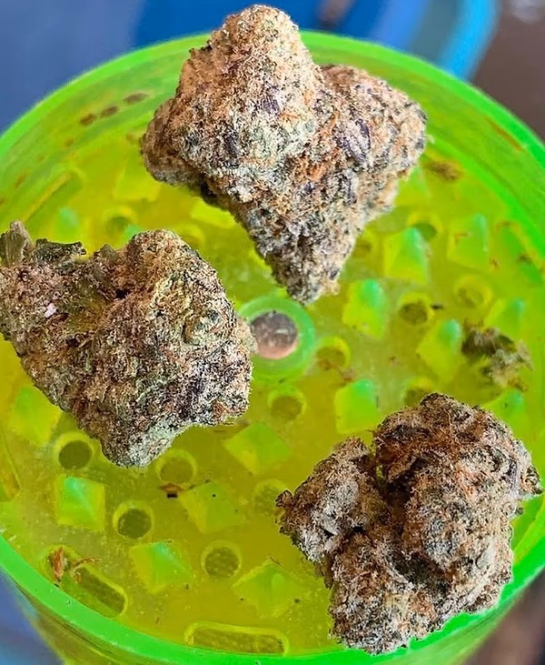 RS11 x RAINBOW SHERBERT