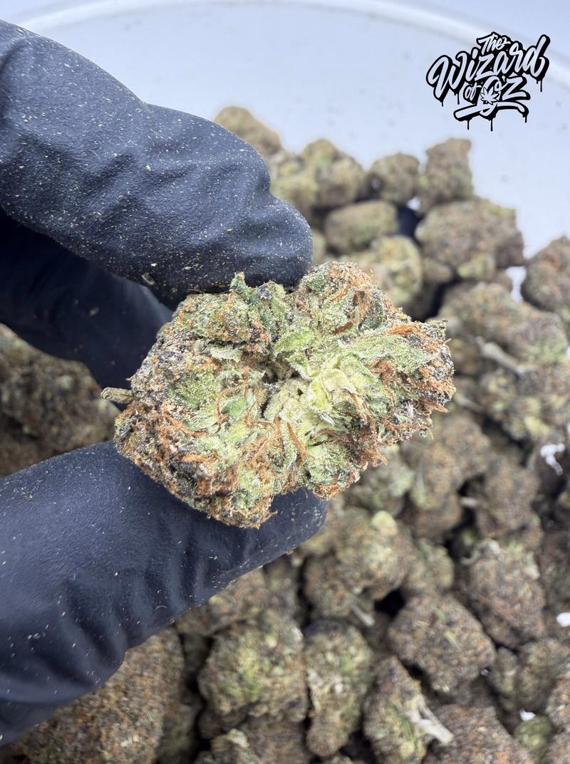 12 Alarm Fire Strain: Zrilla