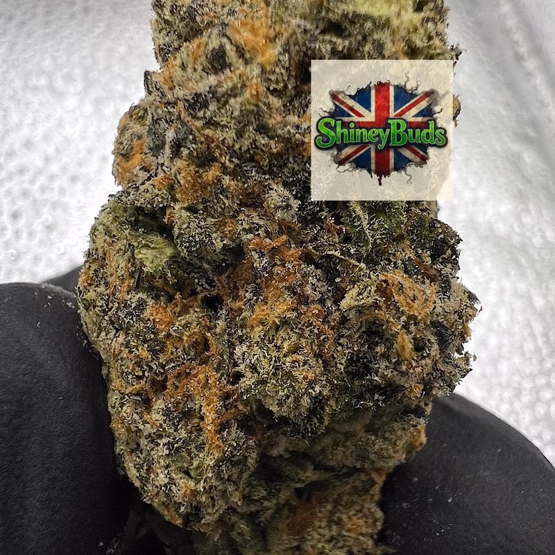 🇺🇸 Jack of Diamonds CONNECTED CANNABIS 2