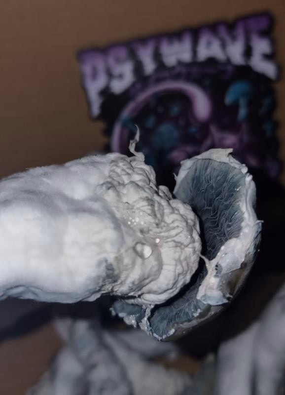 Hell Hound Mushrooms